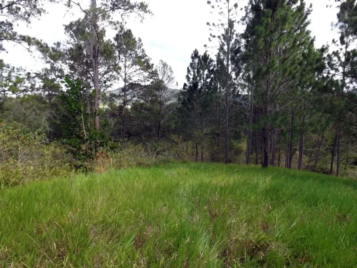 Farm for Sale in San Jose de Las Matas, photo 2