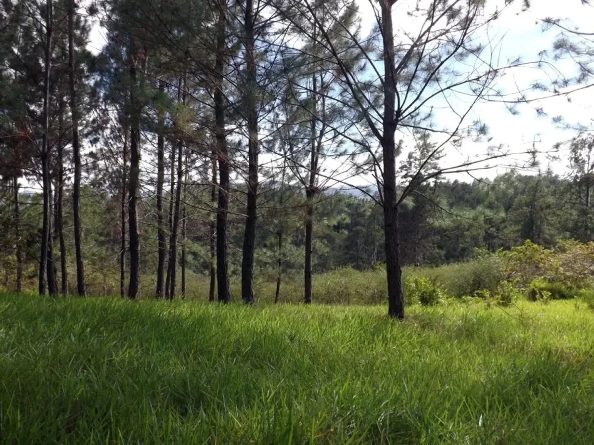 Farm for Sale in San Jose de Las Matas, photo 3
