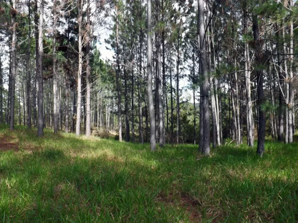 Farm for Sale in San Jose de Las Matas, photo 4