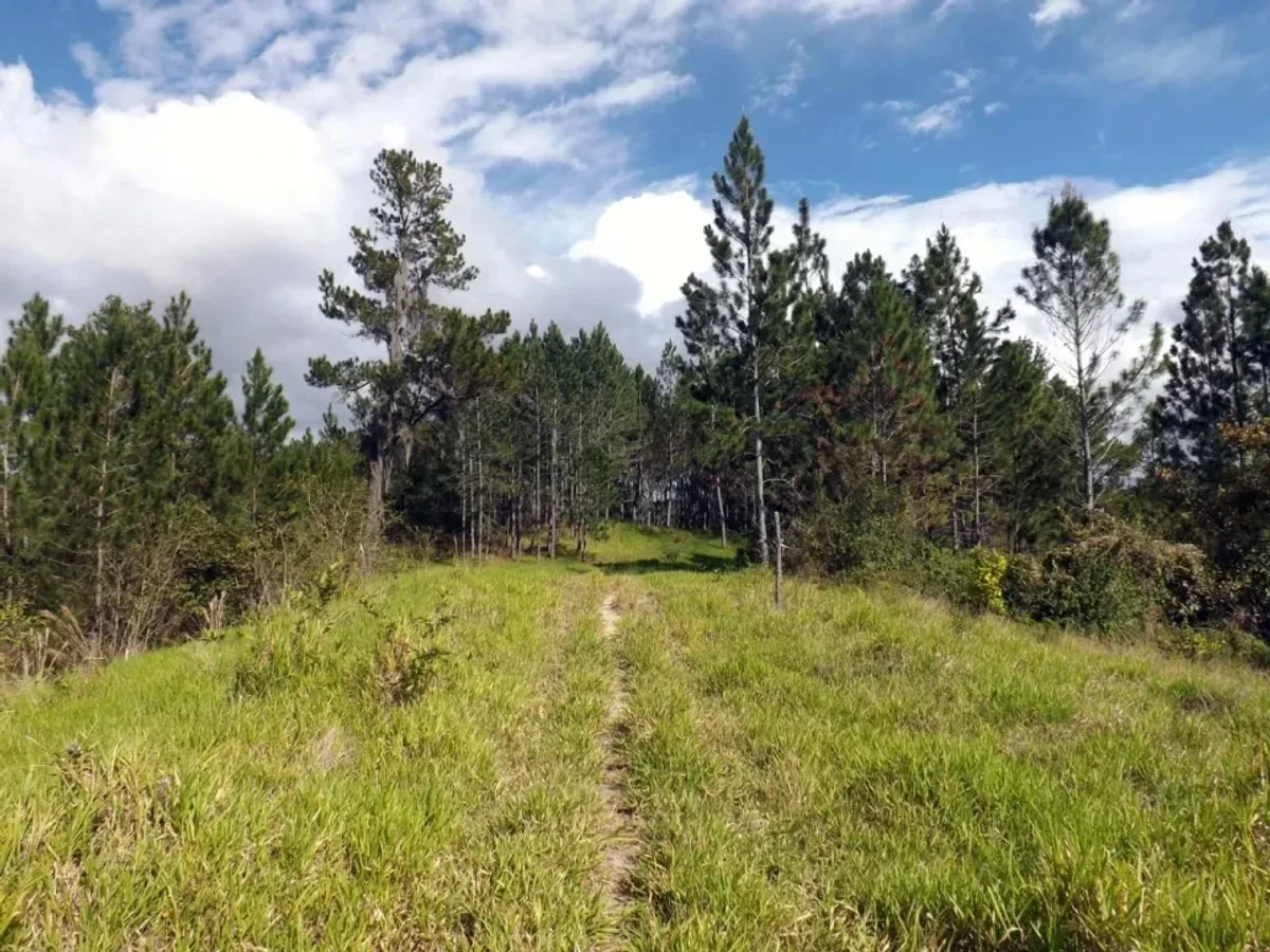 Farm for Sale in San Jose de Las Matas, photo 5