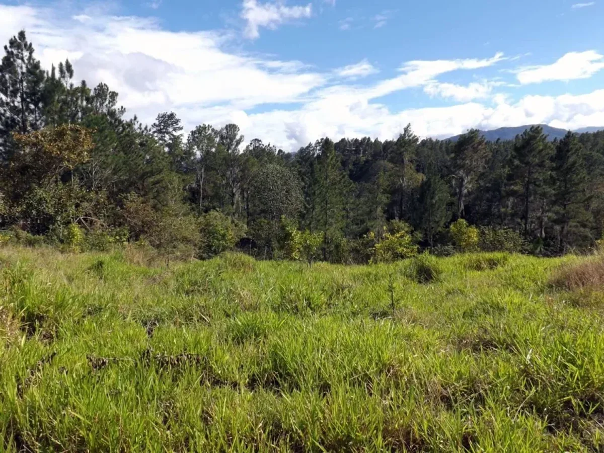 Farm for Sale in San Jose de Las Matas, photo 6