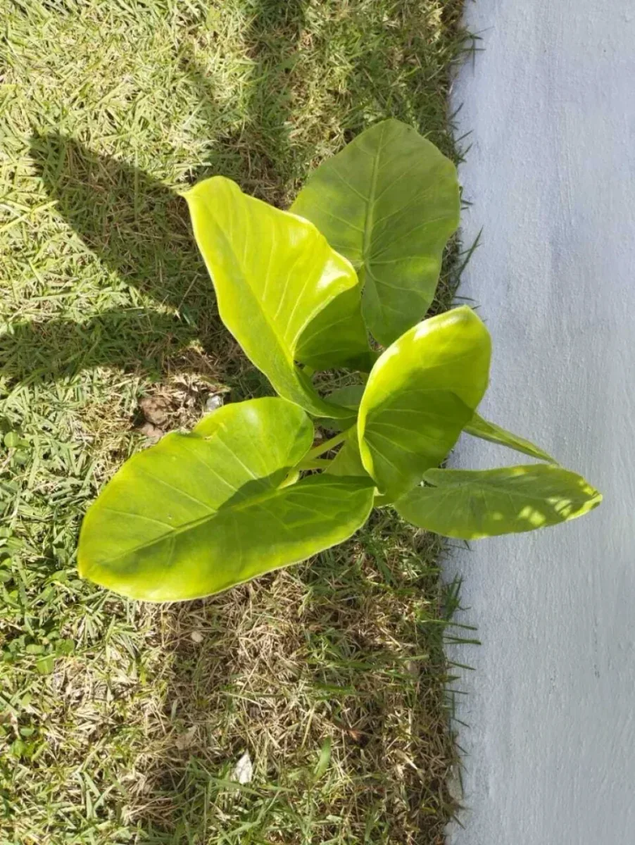 Casa en Bávaro, Punta Cana, foto 13