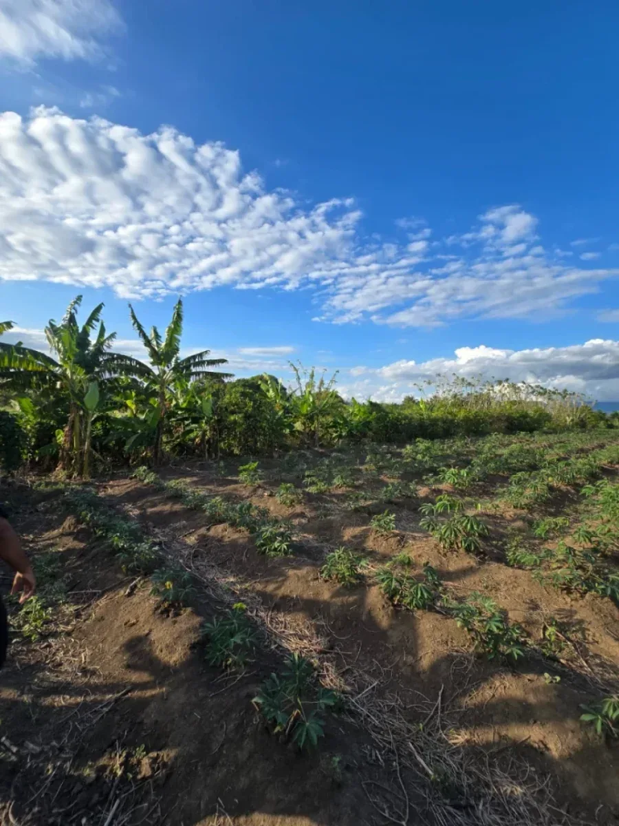 Land in Puñal, for Sale, photo 2