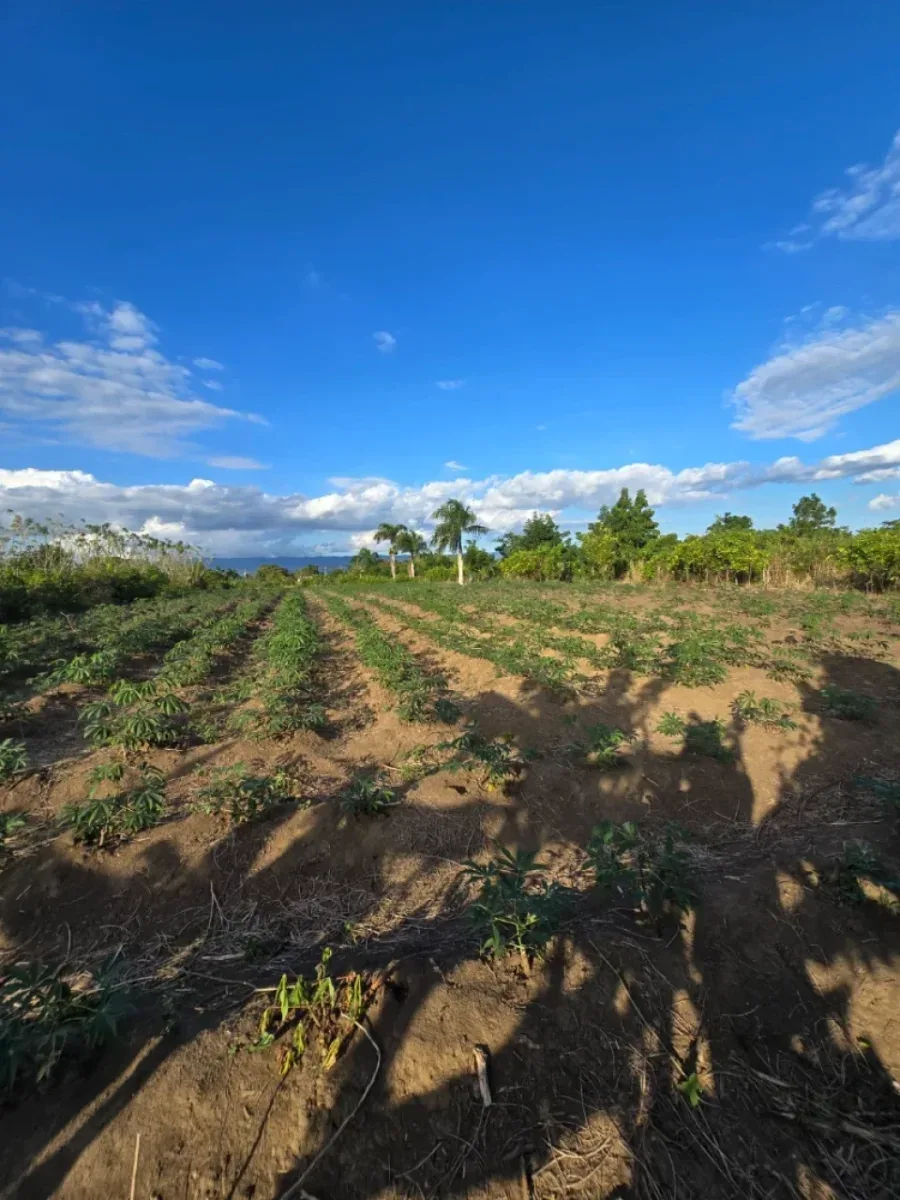 Land in Puñal, for Sale, photo 3