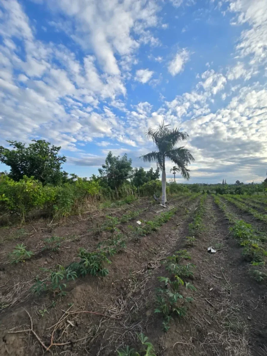 Land in Puñal, for Sale, photo 4