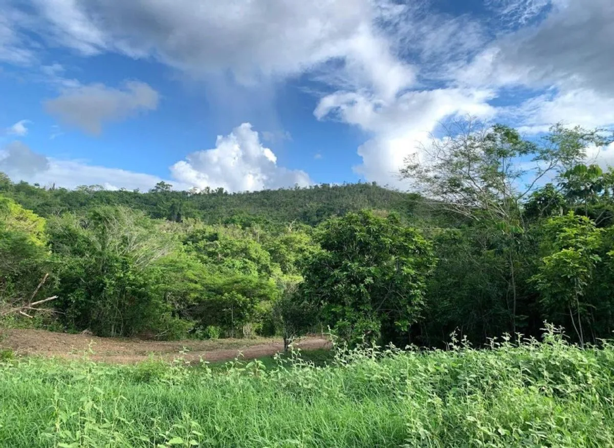 Terreno en Gaspar Hernández , La Ermita con vista al mar, foto 6