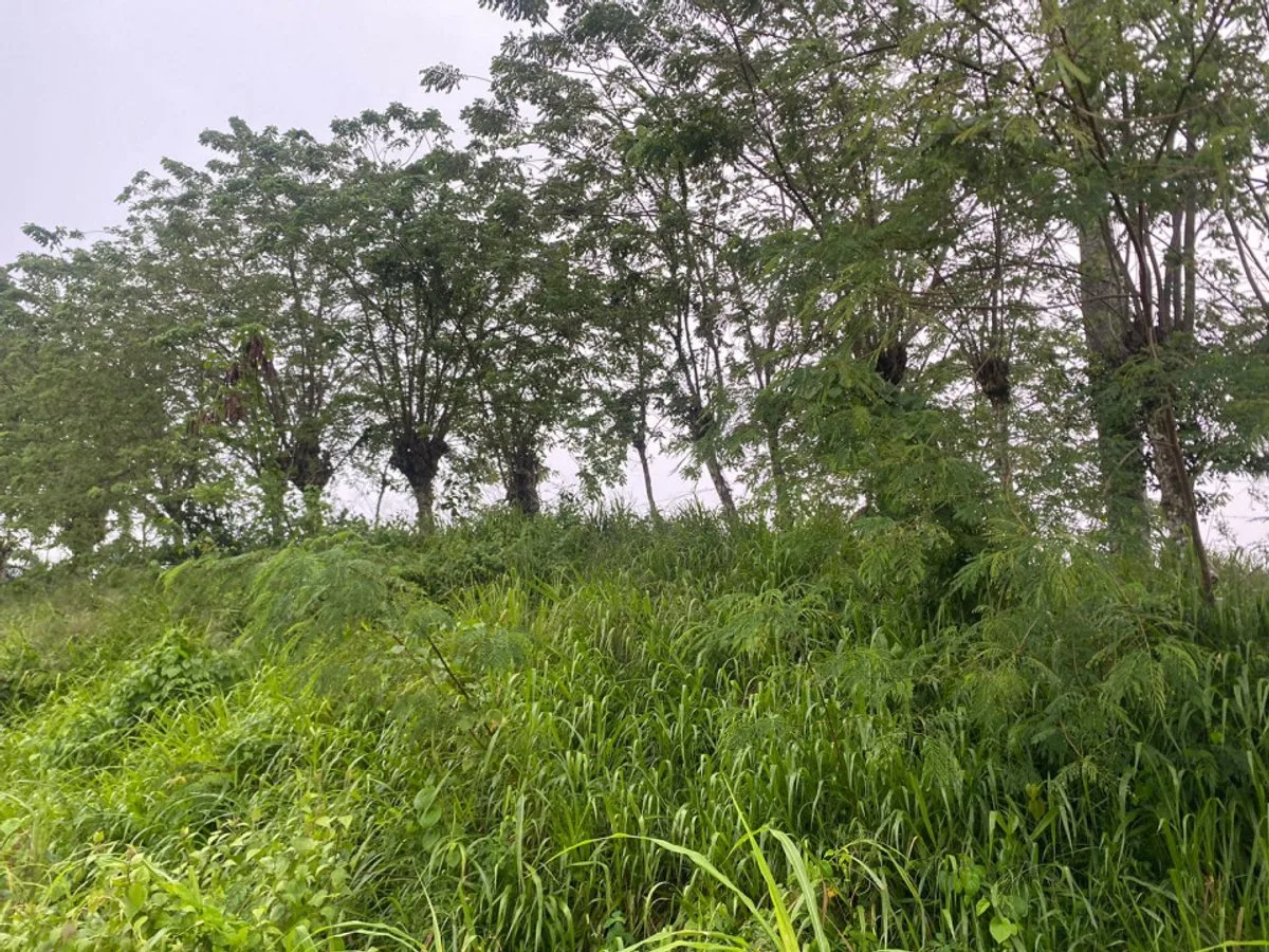 Terreno en Gaspar Hernández, La Cantera, foto 3