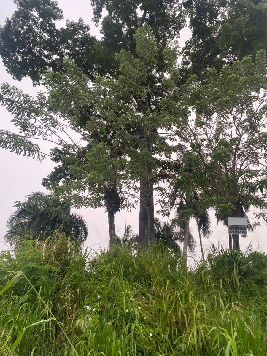 Terreno en Gaspar Hernández, La Cantera, foto 5