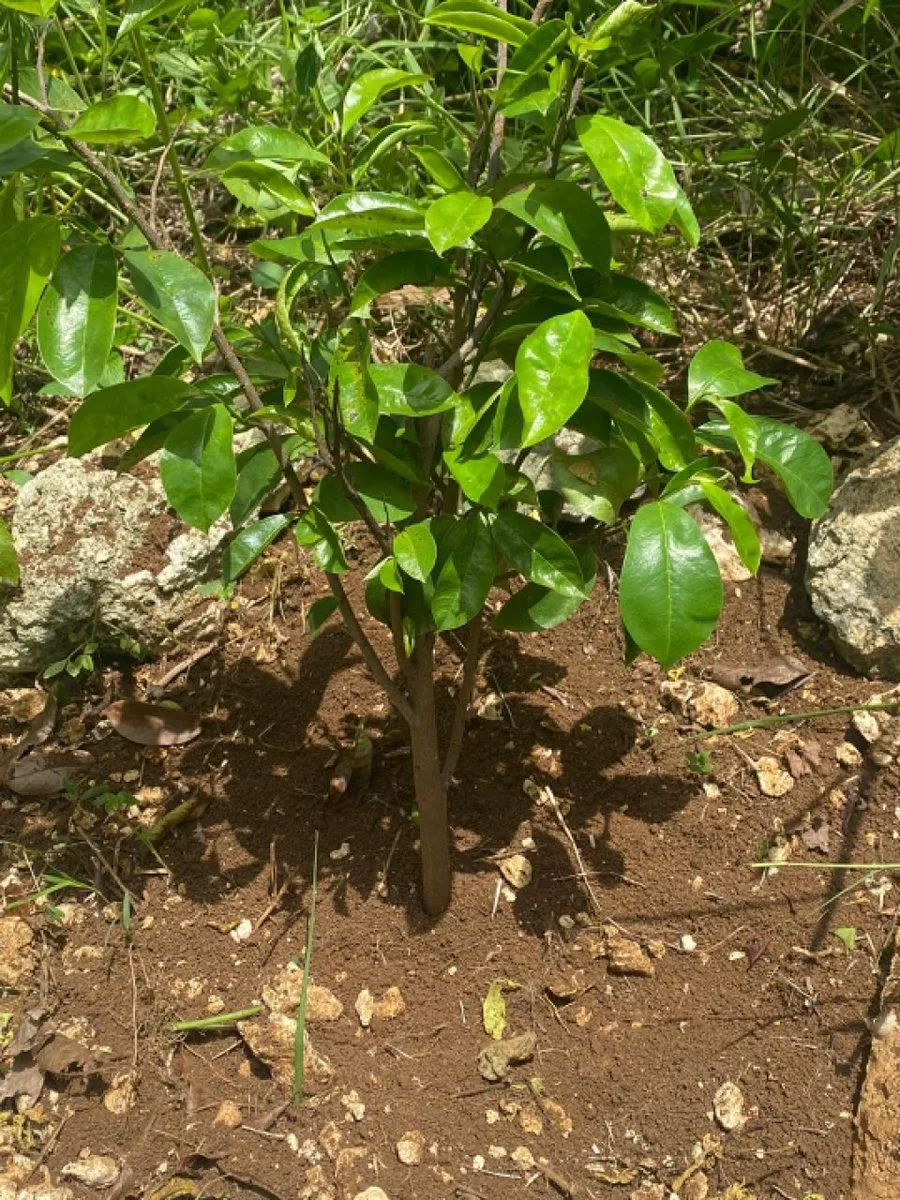 Grundstück in Río San Juan, Río San Juan, Foto 2