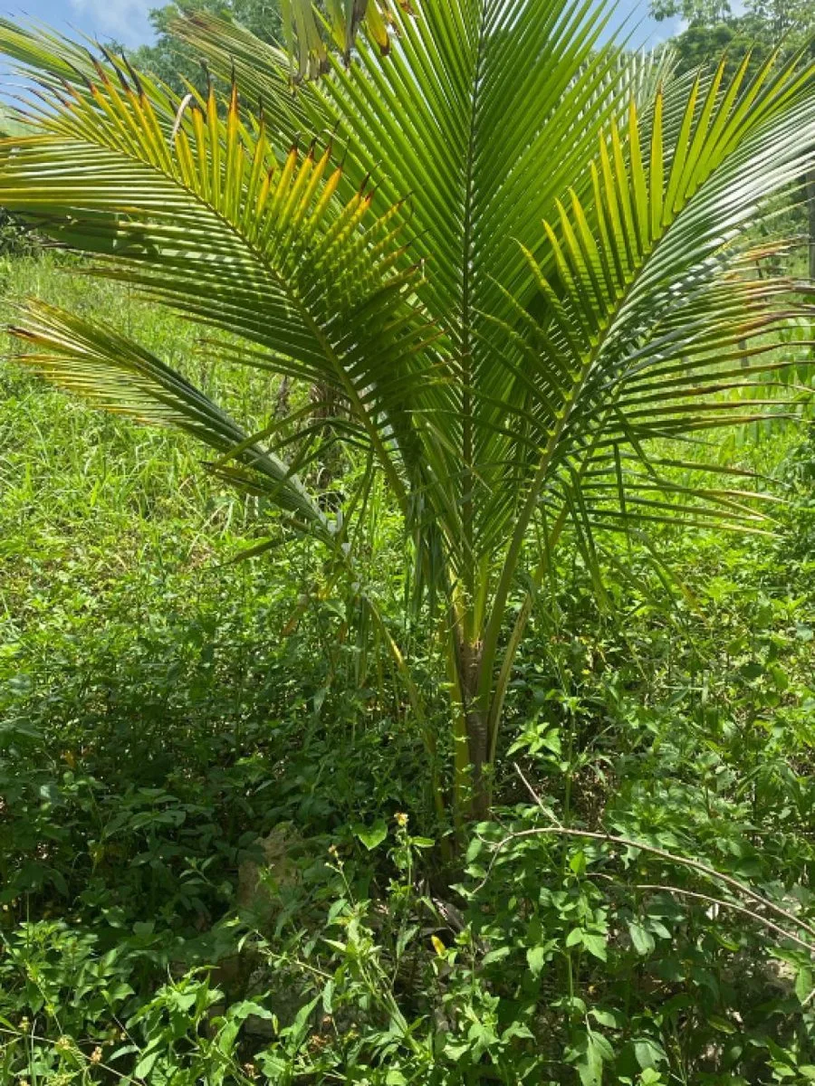 Grundstück in Río San Juan, Río San Juan, Foto 5