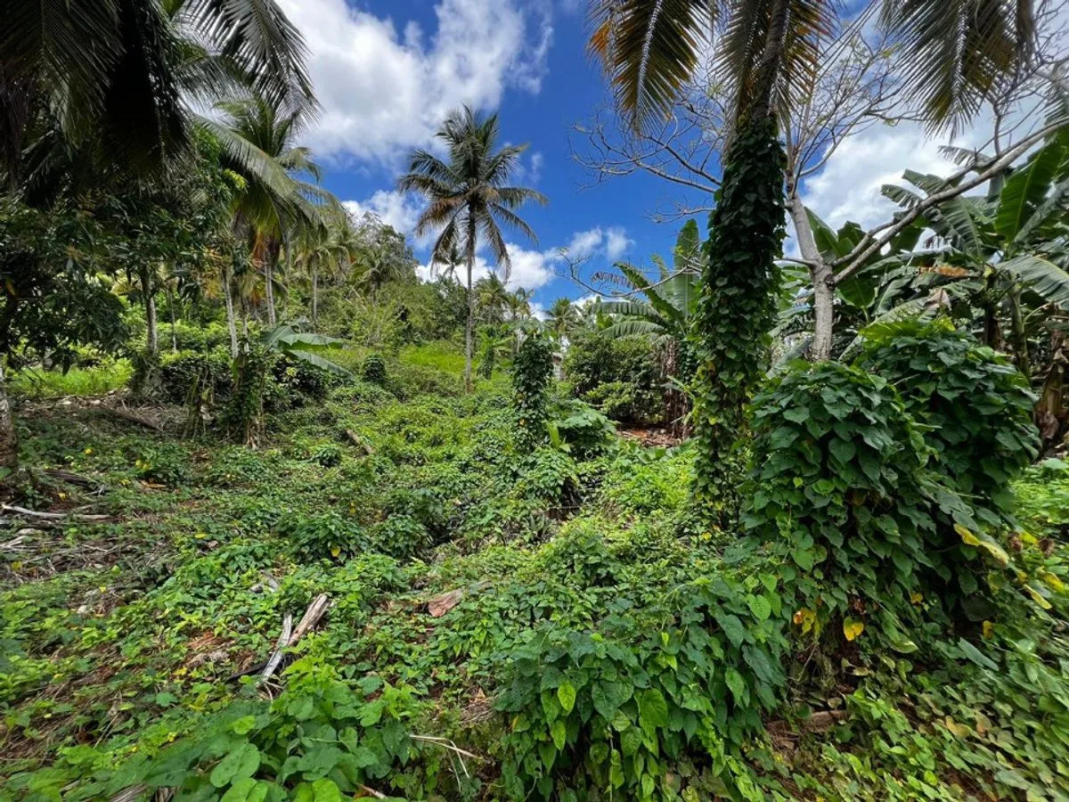 Terrain à Rincon Samana, photo 3